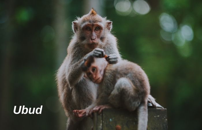 ubud maymun ormanı